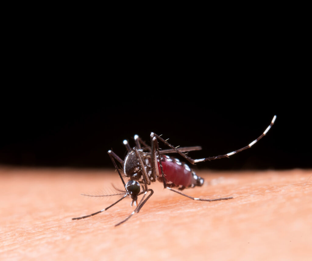 Peshawar faces a growing threat from dengue, a mosquito-borne illness - By www.medicalguro.com